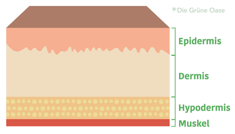 Die Haut besteht aus mehreren Schichten.